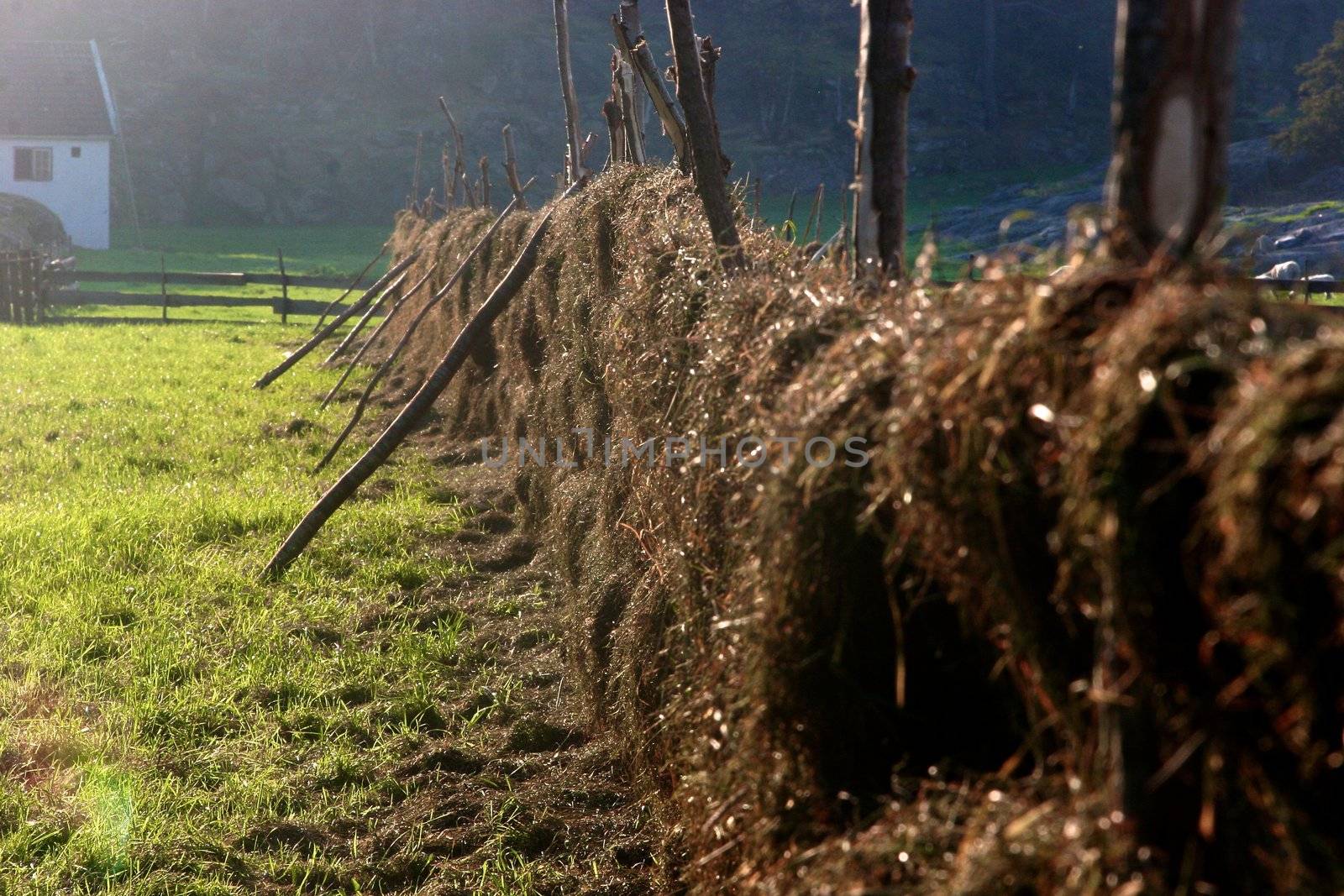 Pile of rice straw by Bildehagen