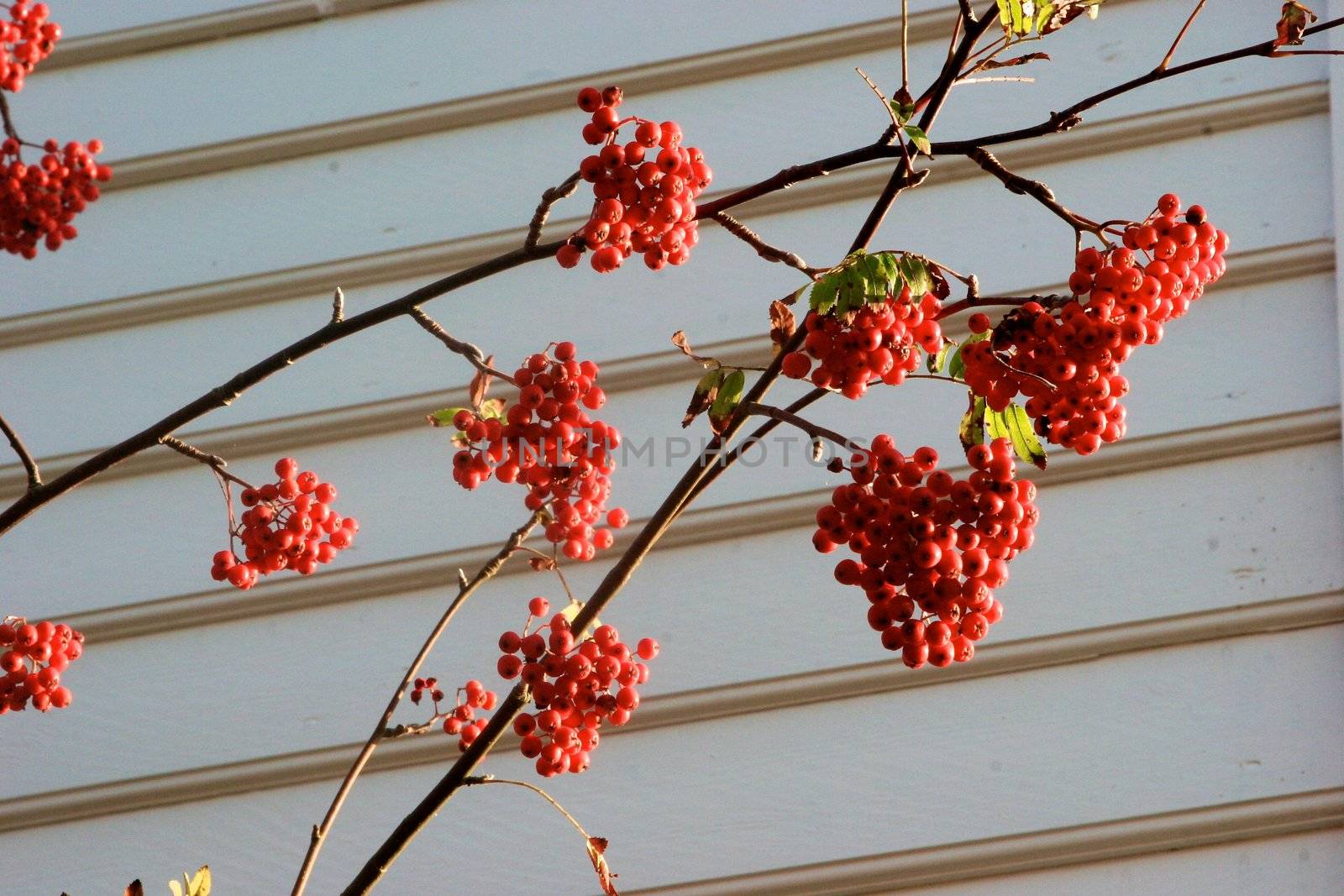 Ripe fruits