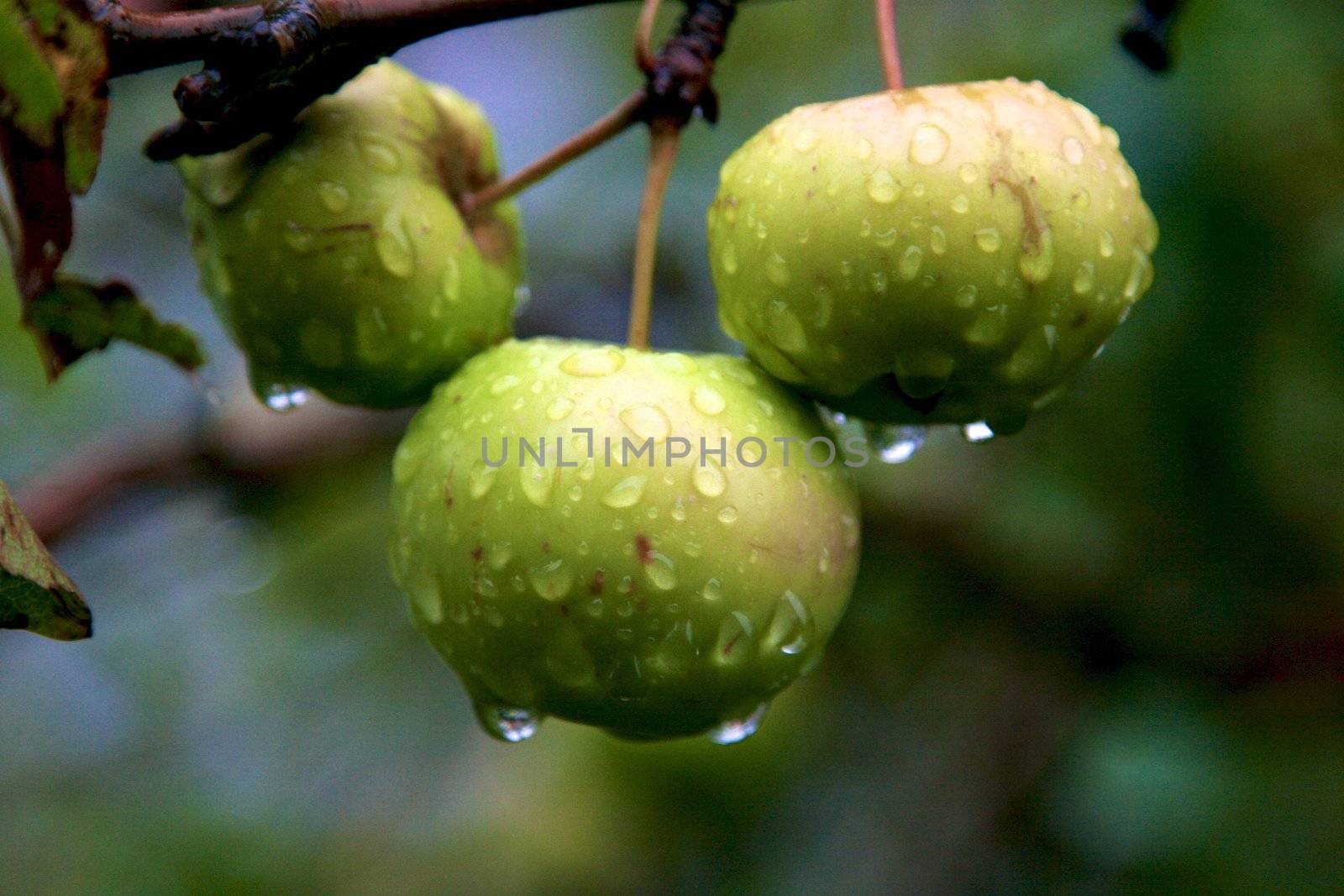 Green Apples On Tree by Bildehagen