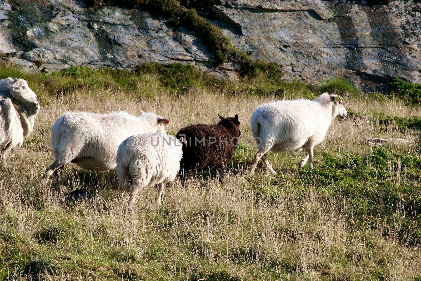 Mountain sheep, on steep road shoulder