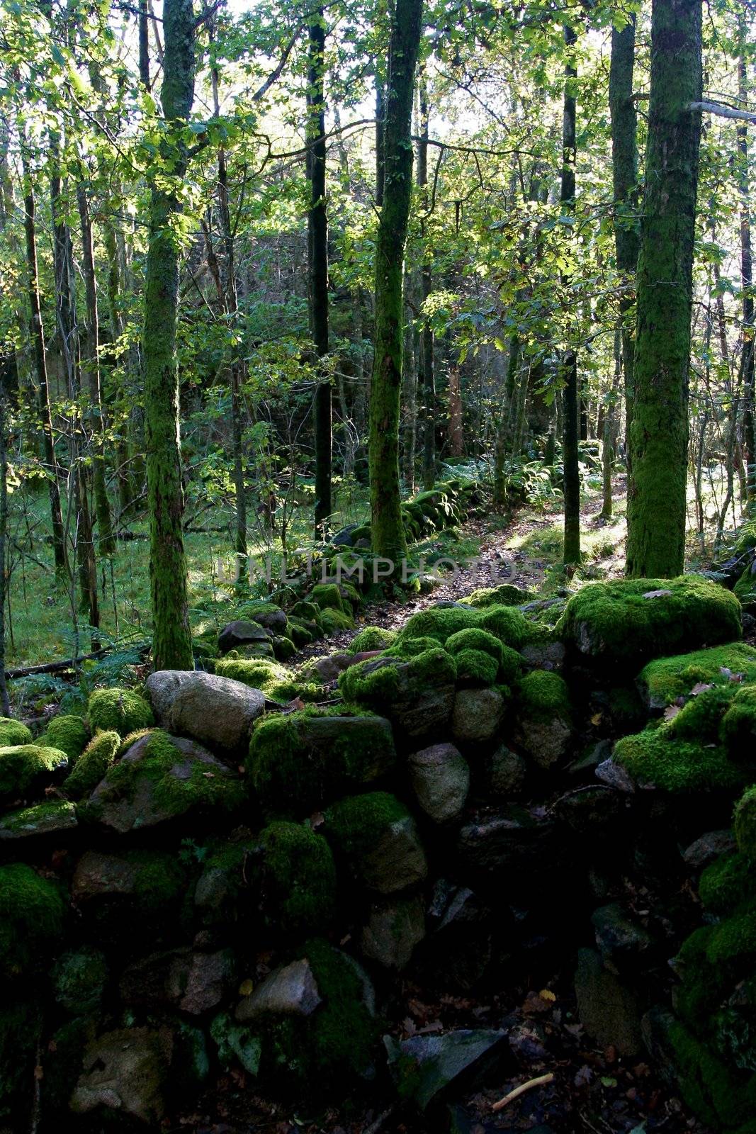 Stone dolmen in green beechforest by Bildehagen