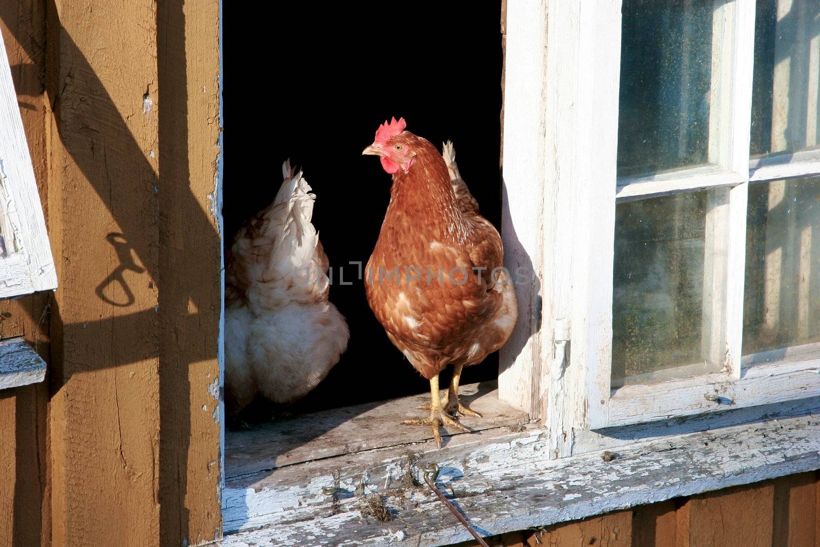 Hen house by Bildehagen