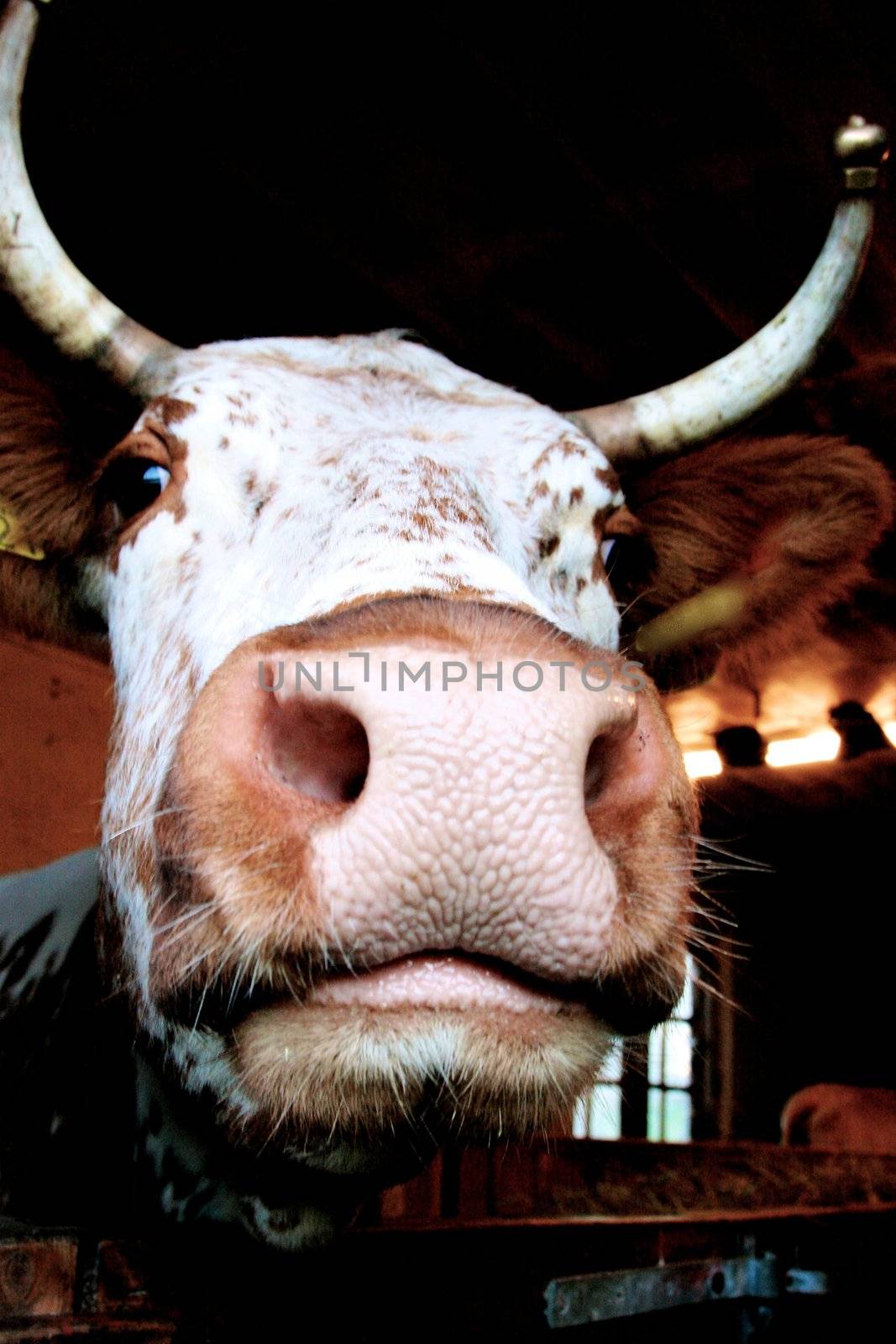 cow by Bildehagen