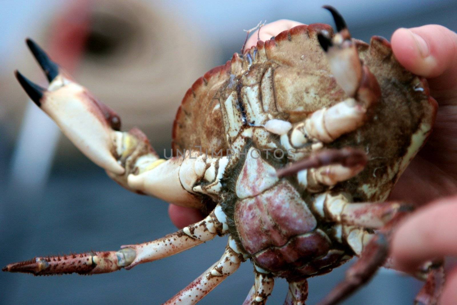 Hermit crab by Bildehagen