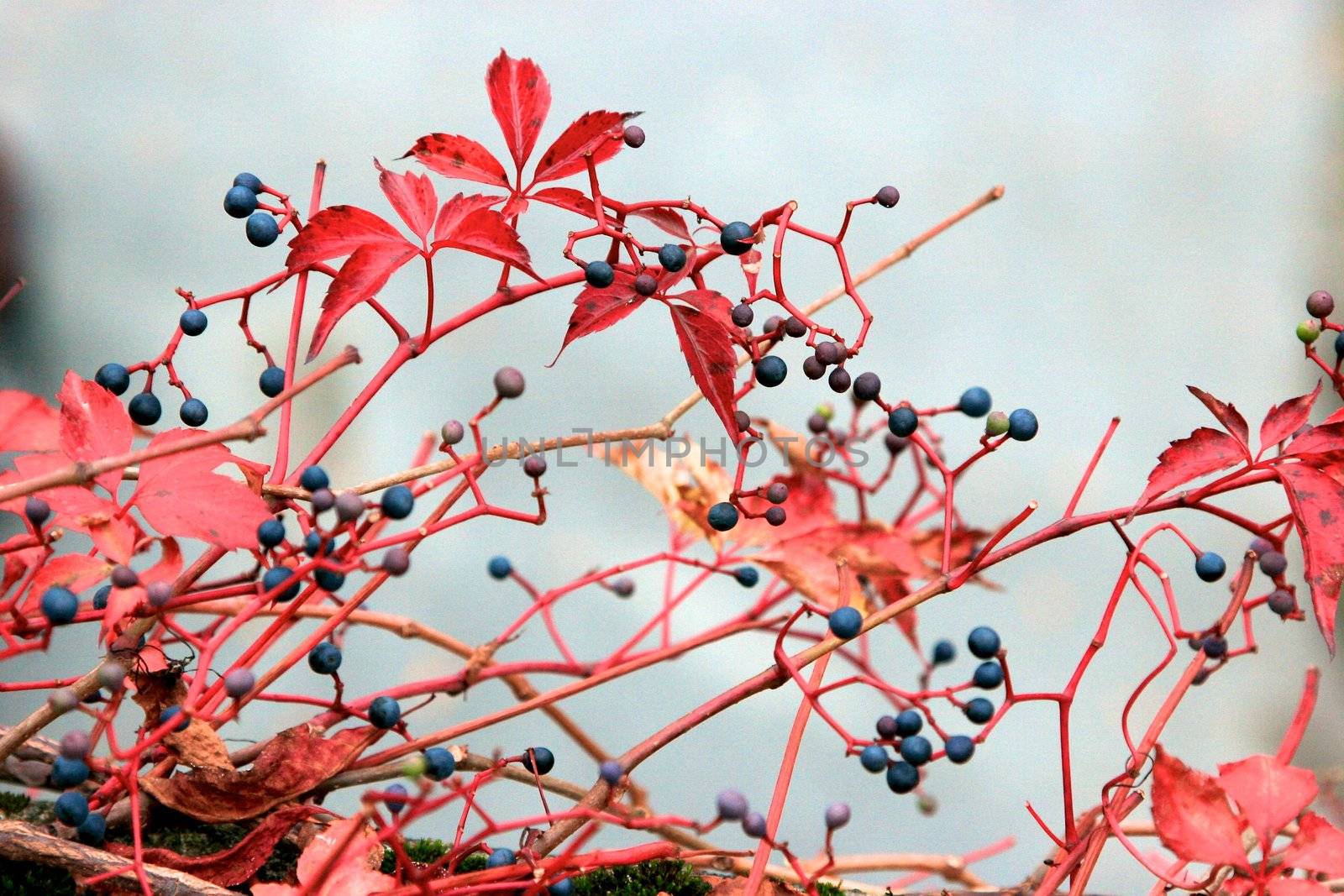 maple in autumn with red and orange leaves