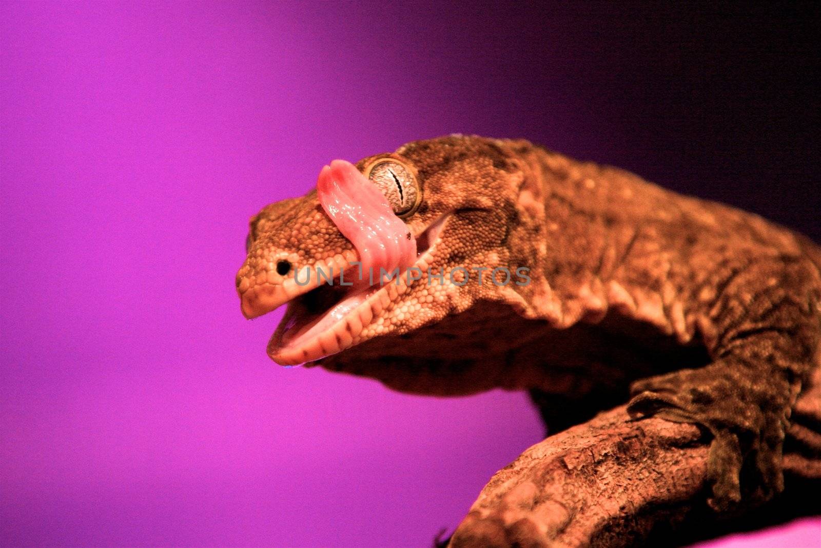 Lizard on the rocks