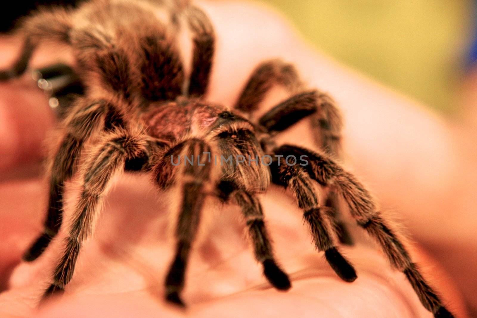 holding brown spider on  hand by Bildehagen