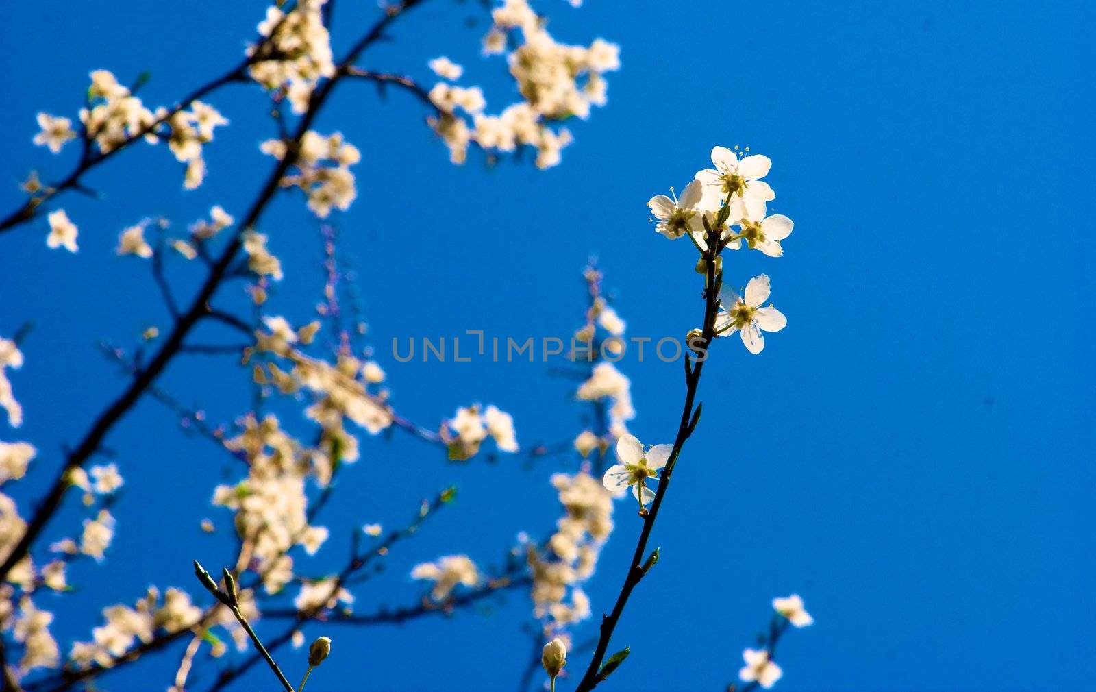 White spring crocus flower isolated on white background