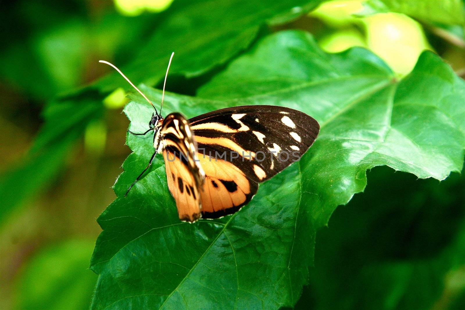 Monarch Butterfly (Danaus plexippus) in on a flower at Castle Rock State Park of Illinois.