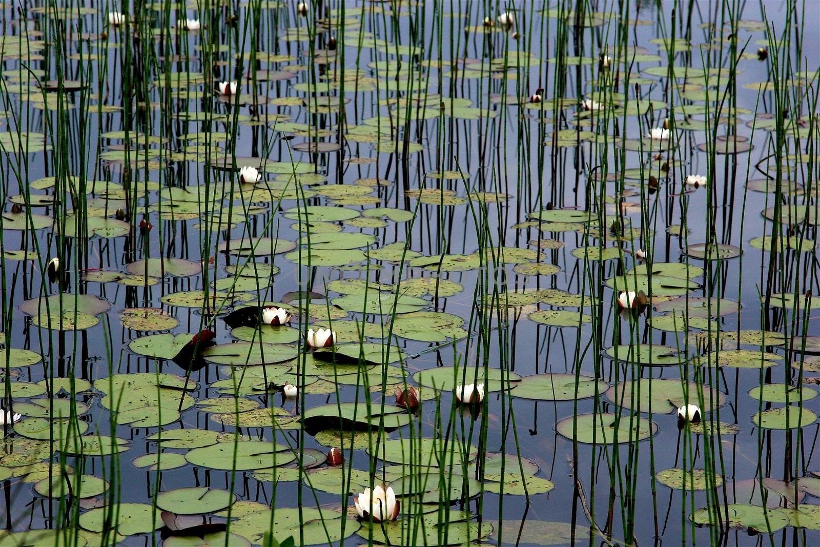 lake / pond with lotuslake / pond with lotus by Bildehagen