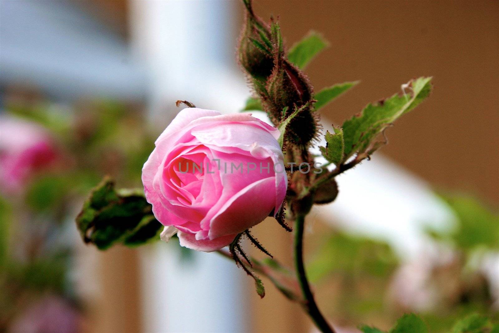 Cultivated hybrid tea rose on a blue background