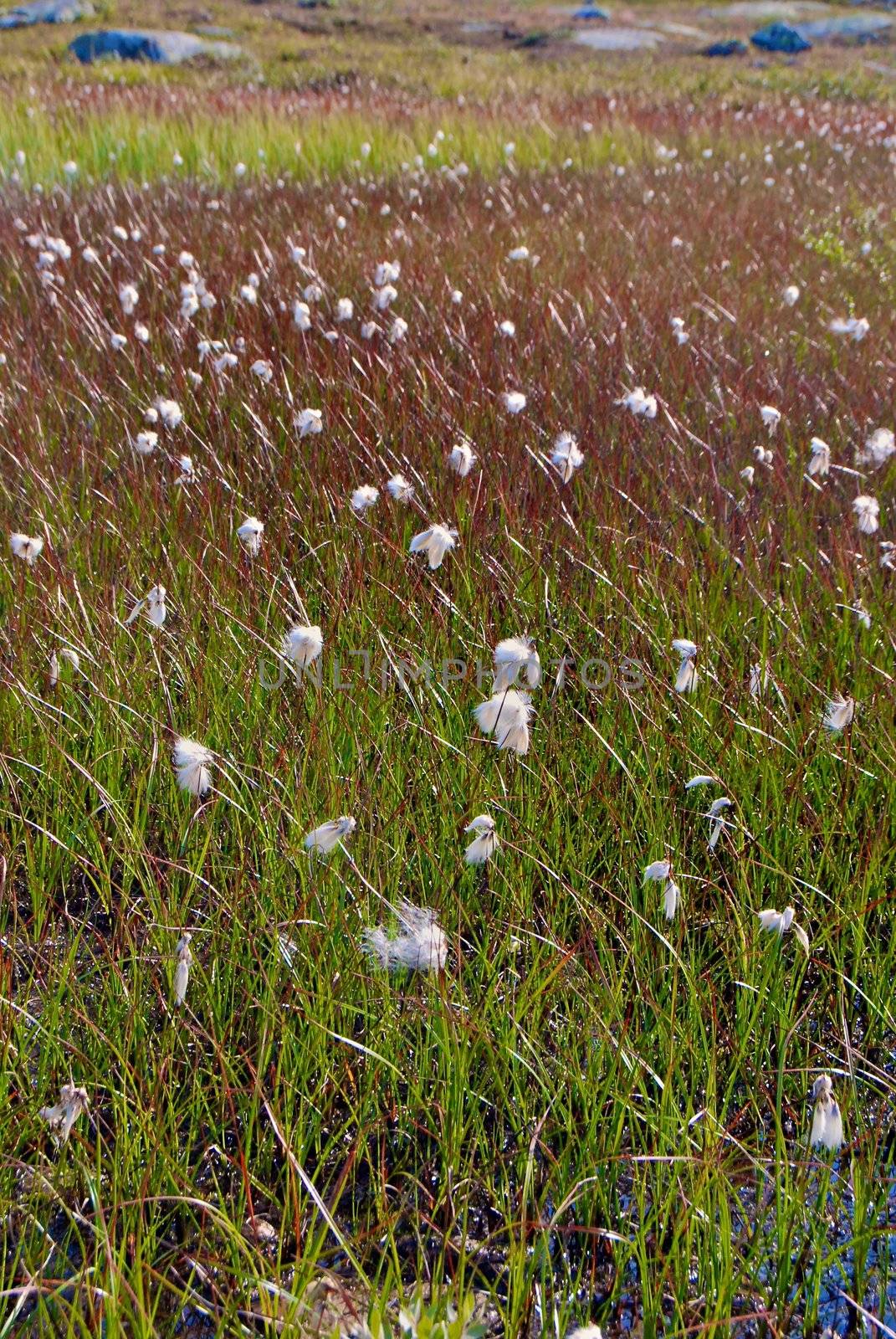 wild flowers on grassland by Bildehagen