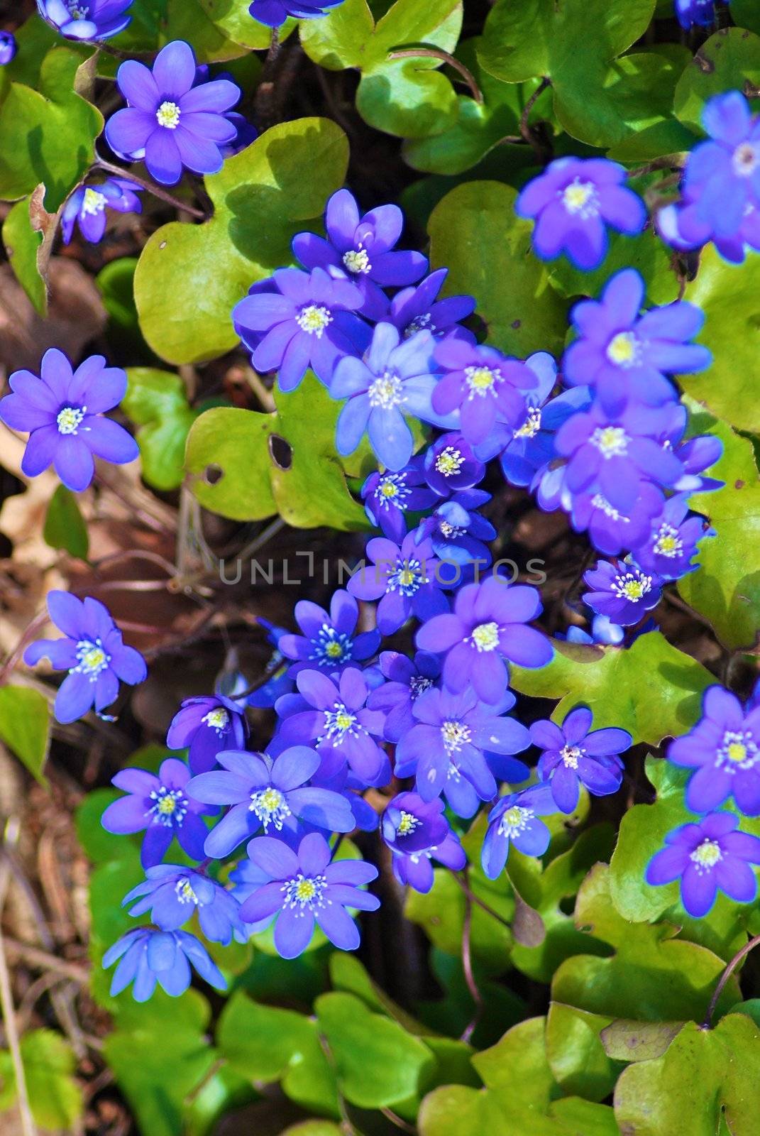 A purple flower garden