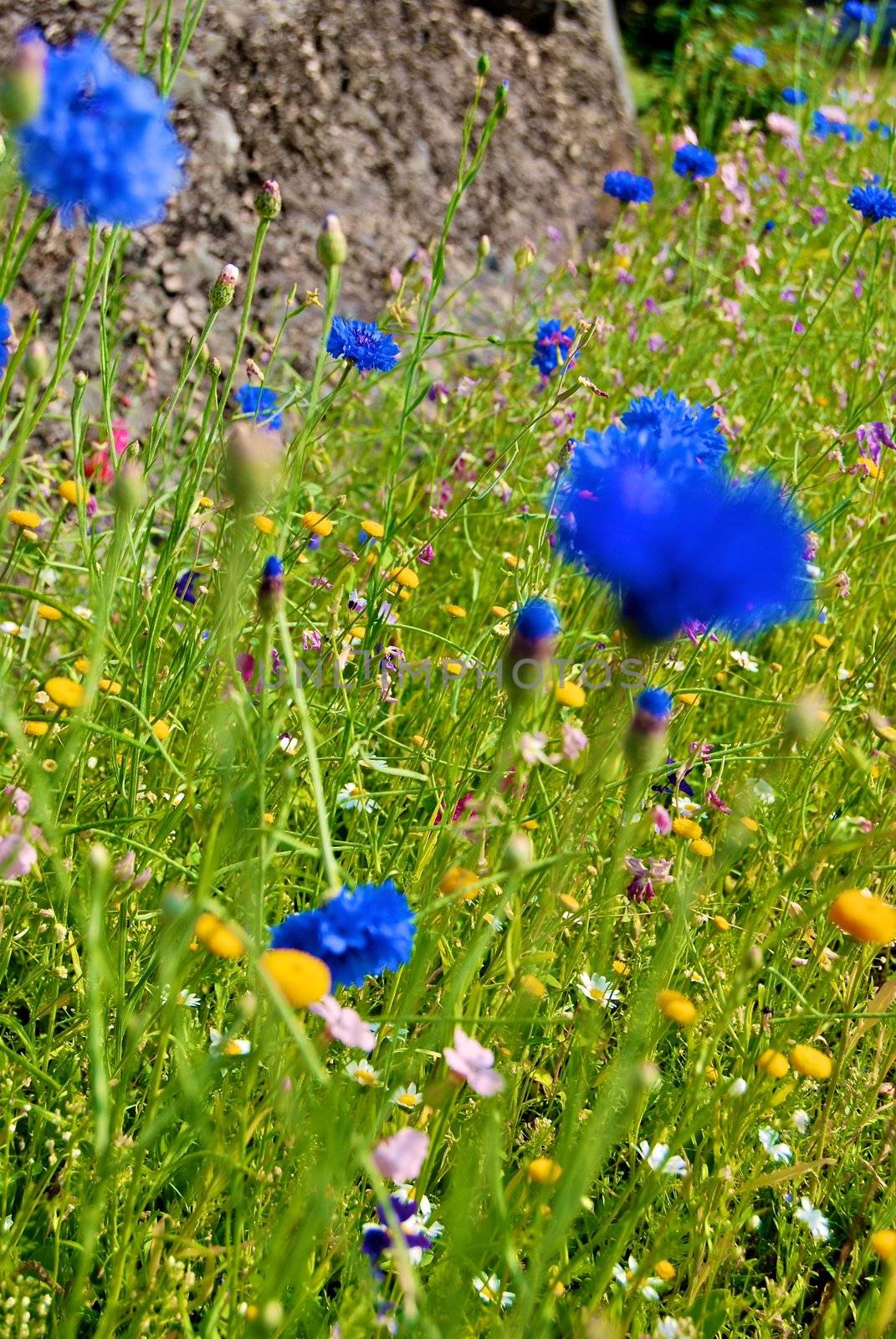 blue spring flowers by Bildehagen