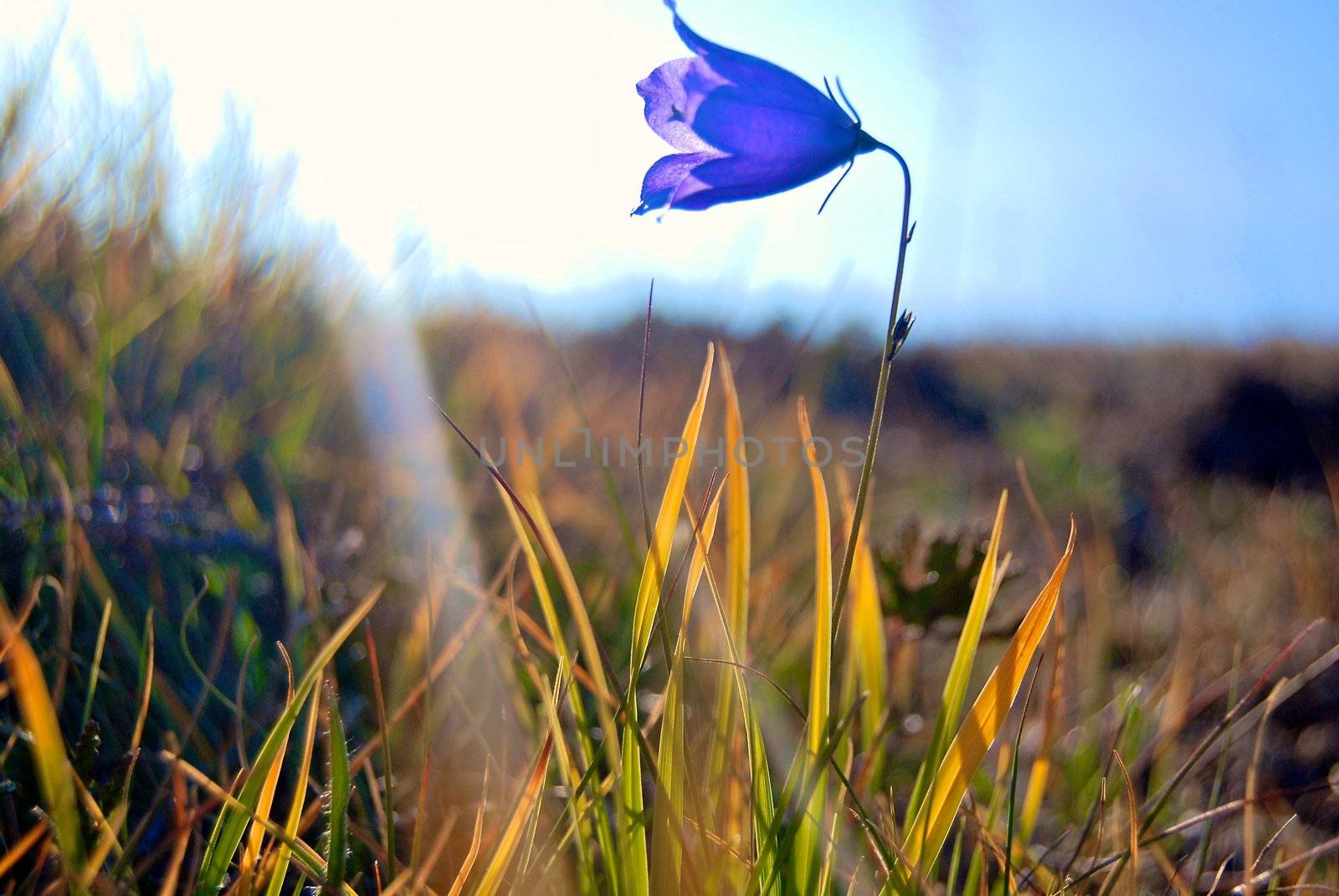 Blue Flower by Bildehagen