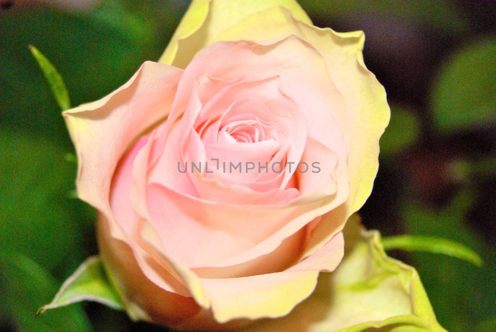 pink rose by Bildehagen