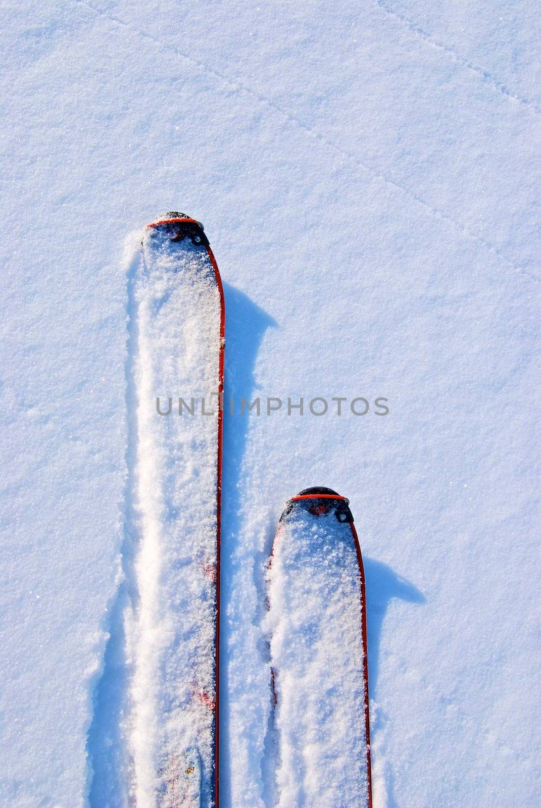 Skis in powder snow