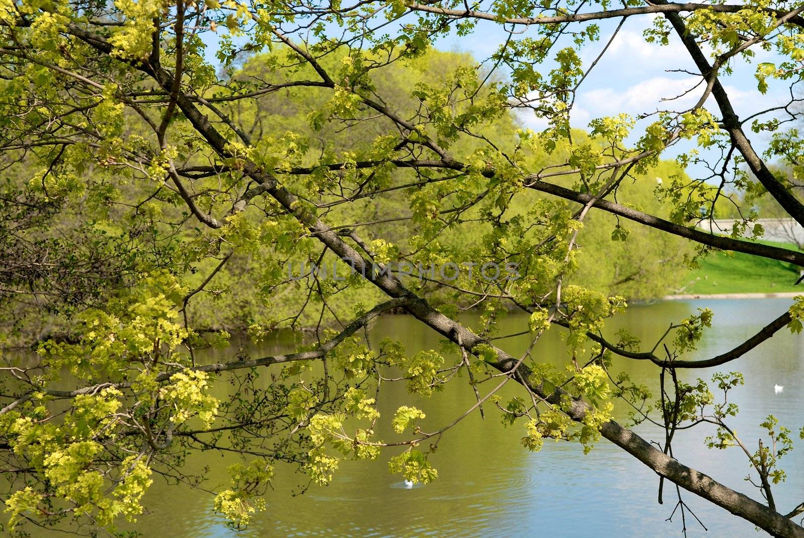 River and trees by Bildehagen