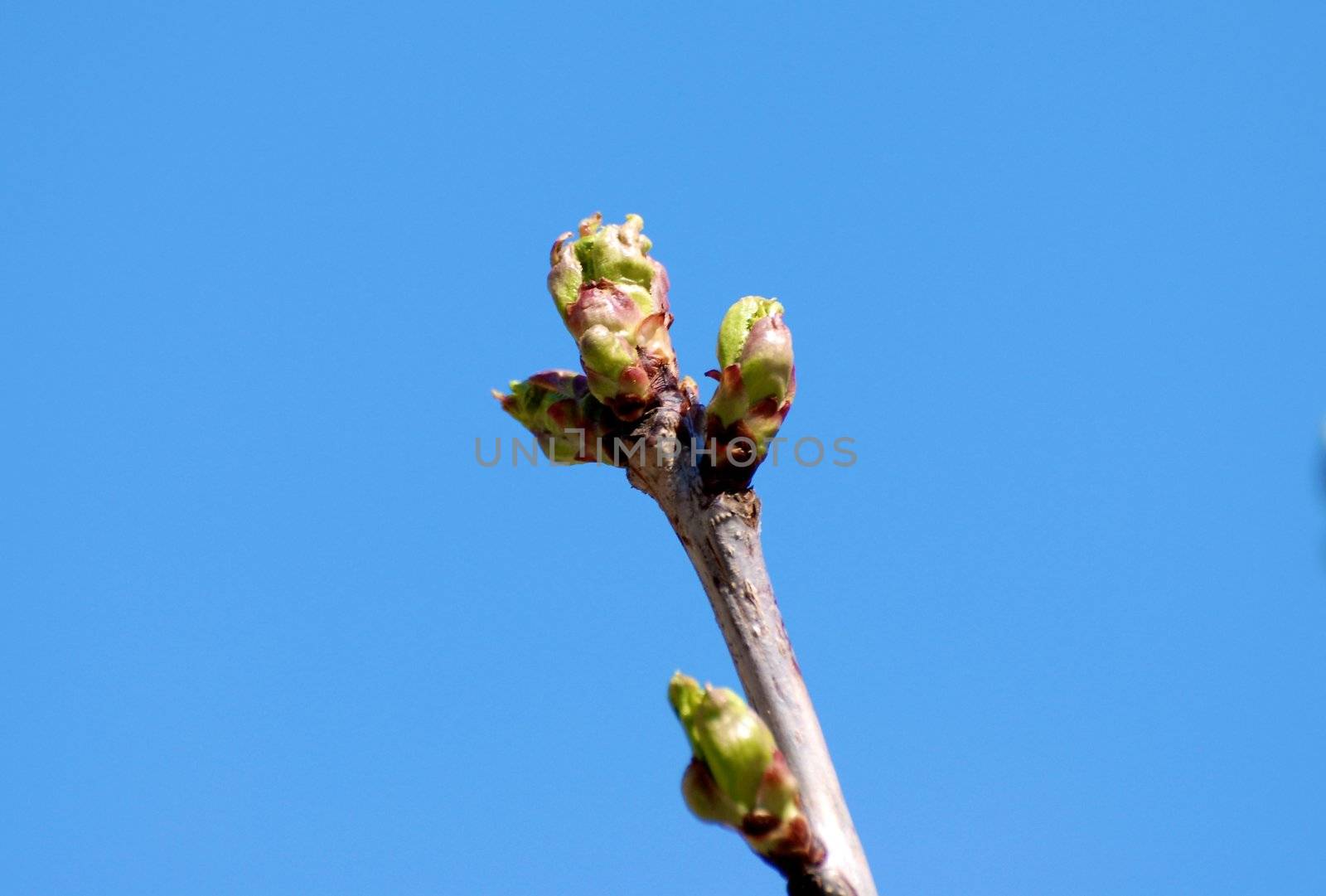 Flower-bud by Bildehagen