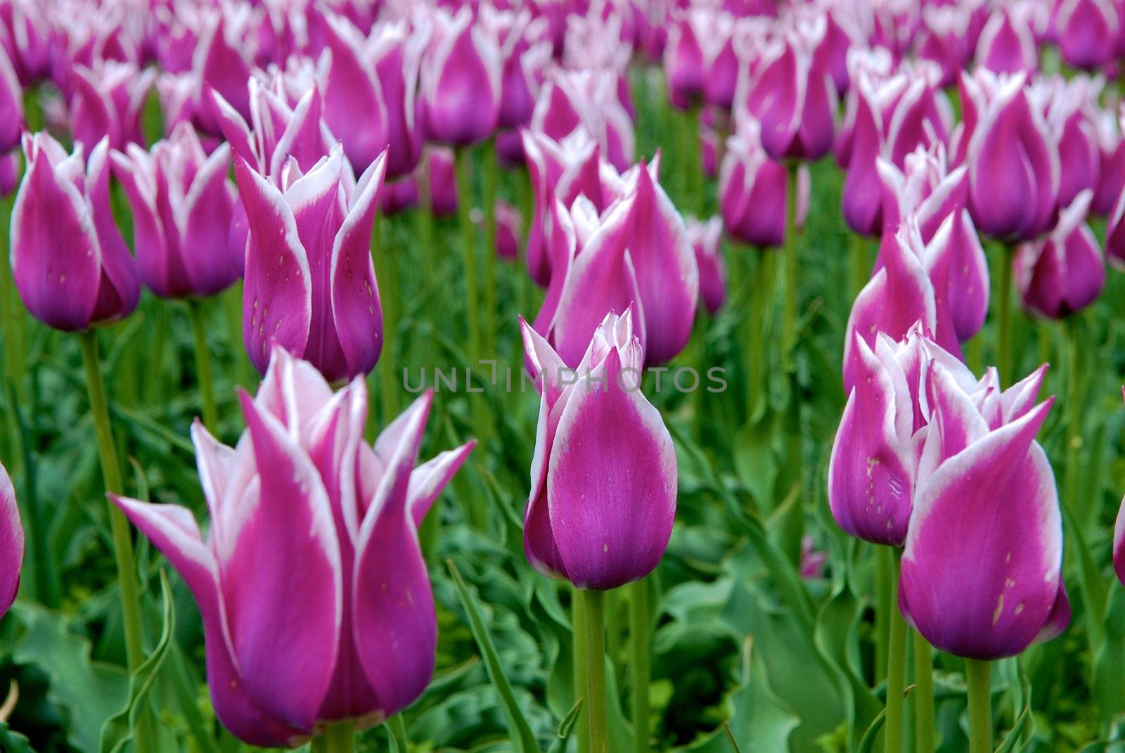 Purple Tulips caught in a breeze by Bildehagen