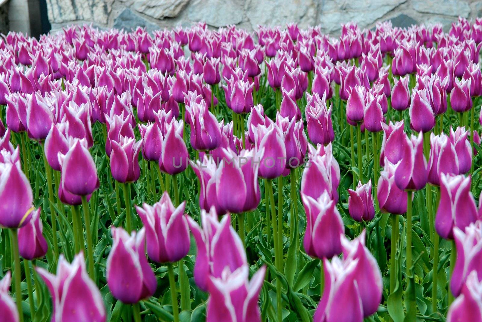 Purple Tulips caught in a breeze by Bildehagen