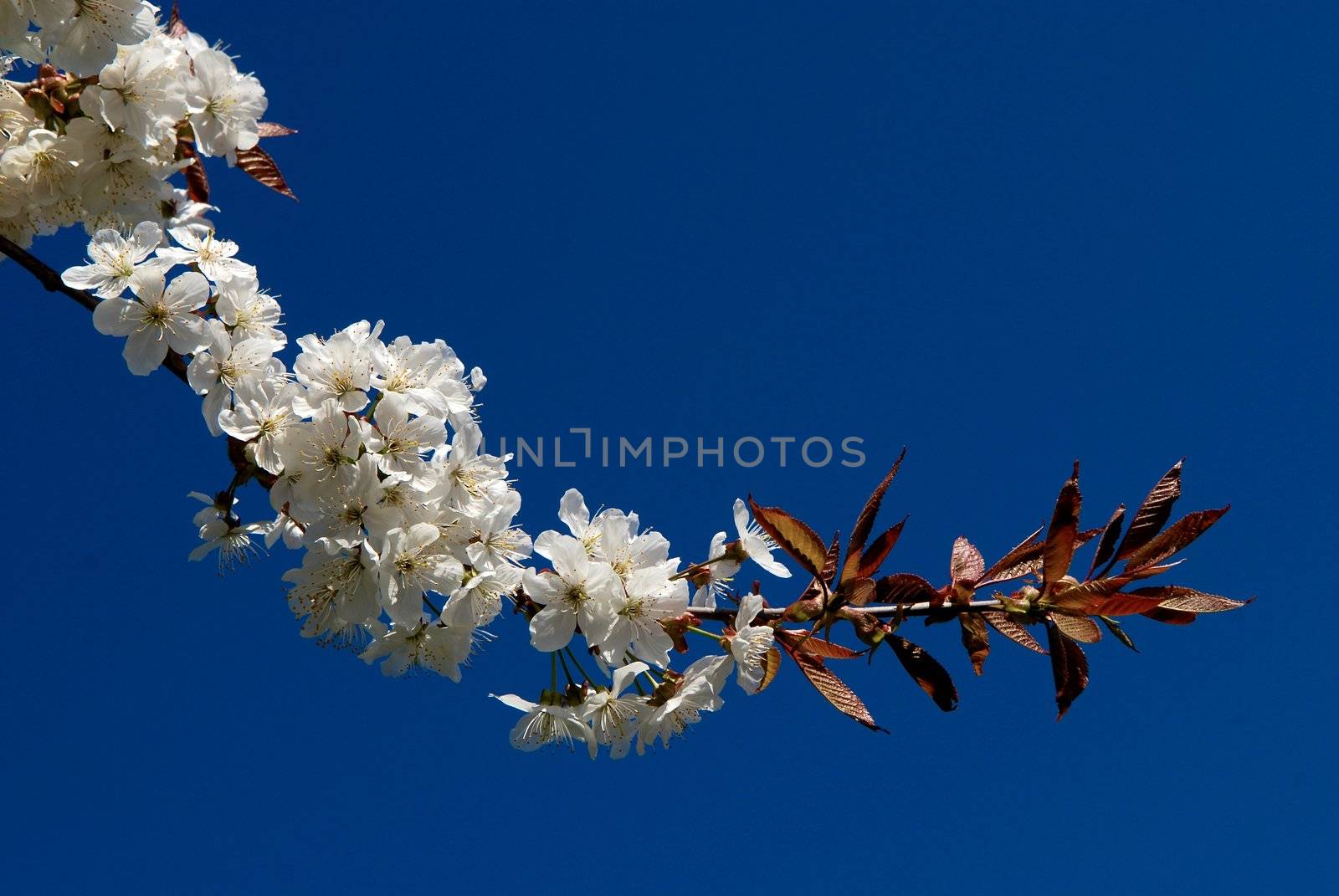 Tree branch with young leaves on blue background by Bildehagen