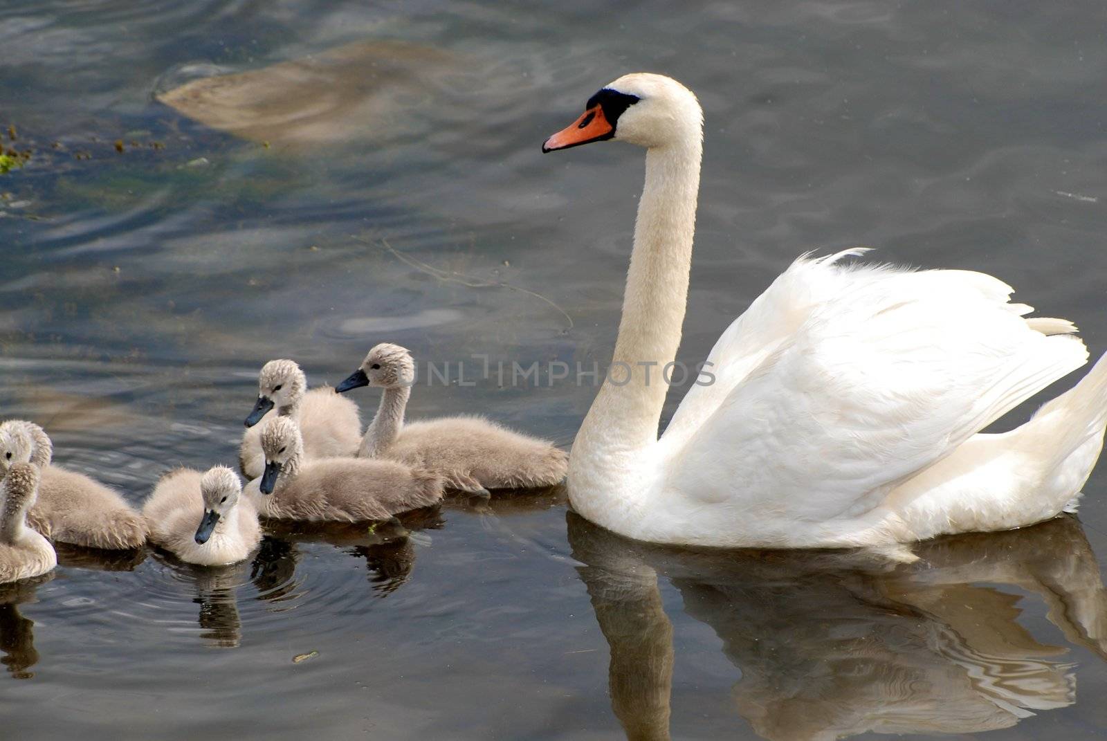 Swan Family Swimming Away by Bildehagen