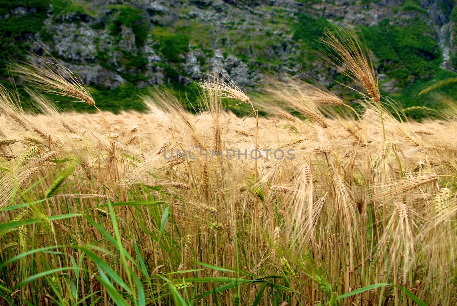 Wheat field by Bildehagen