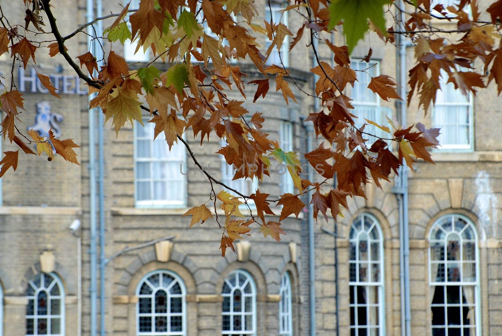 Autumn leaves by Bildehagen