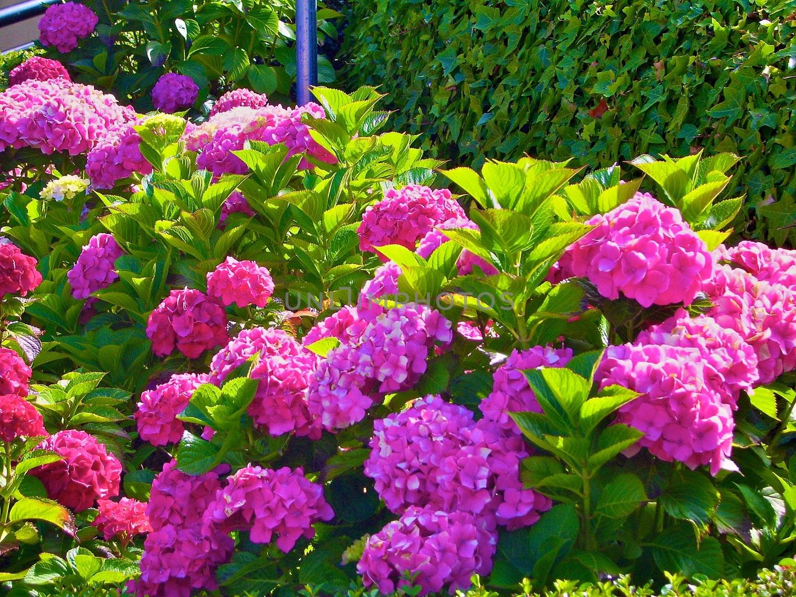 landscape postcard flowers