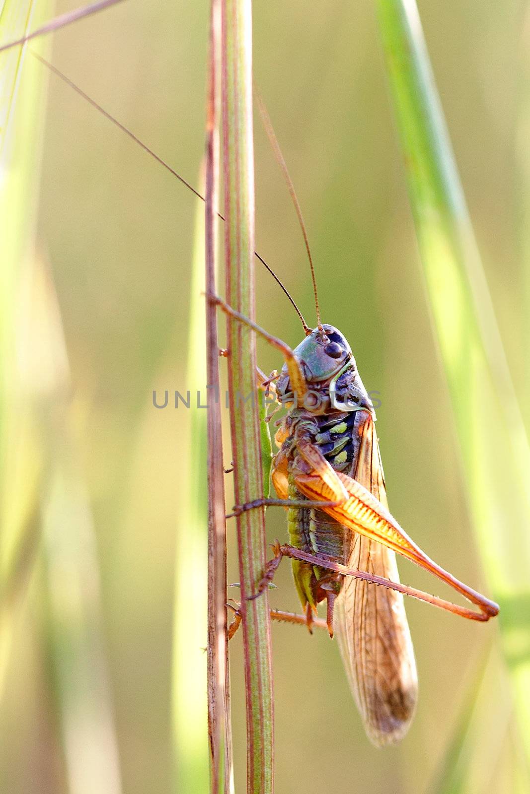 Locust on a grass shined with the sun