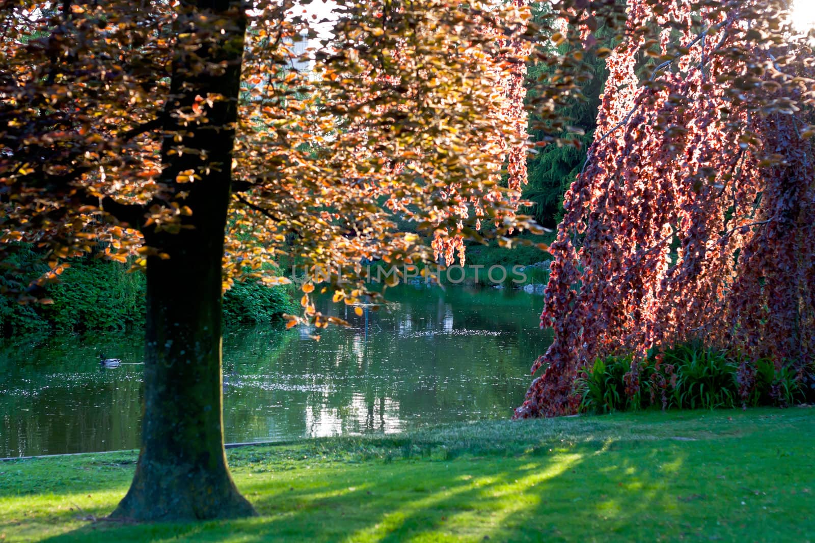 Summer sunset in a park by aleksan