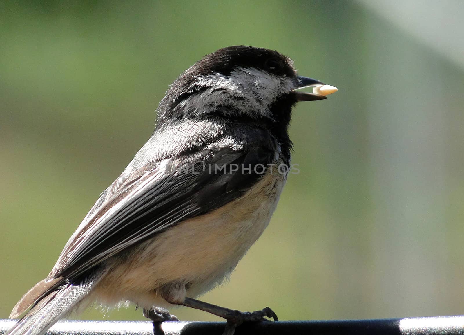 Black Capped Chickadee eating a sunflower seed