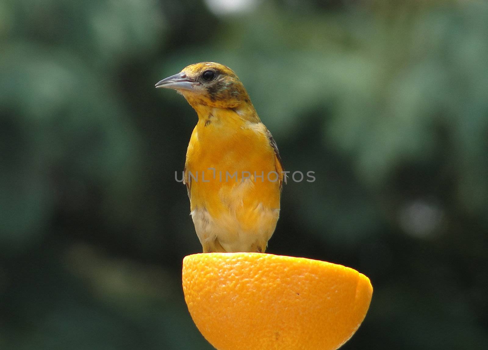 Female Baltimore Oriole perched on orange