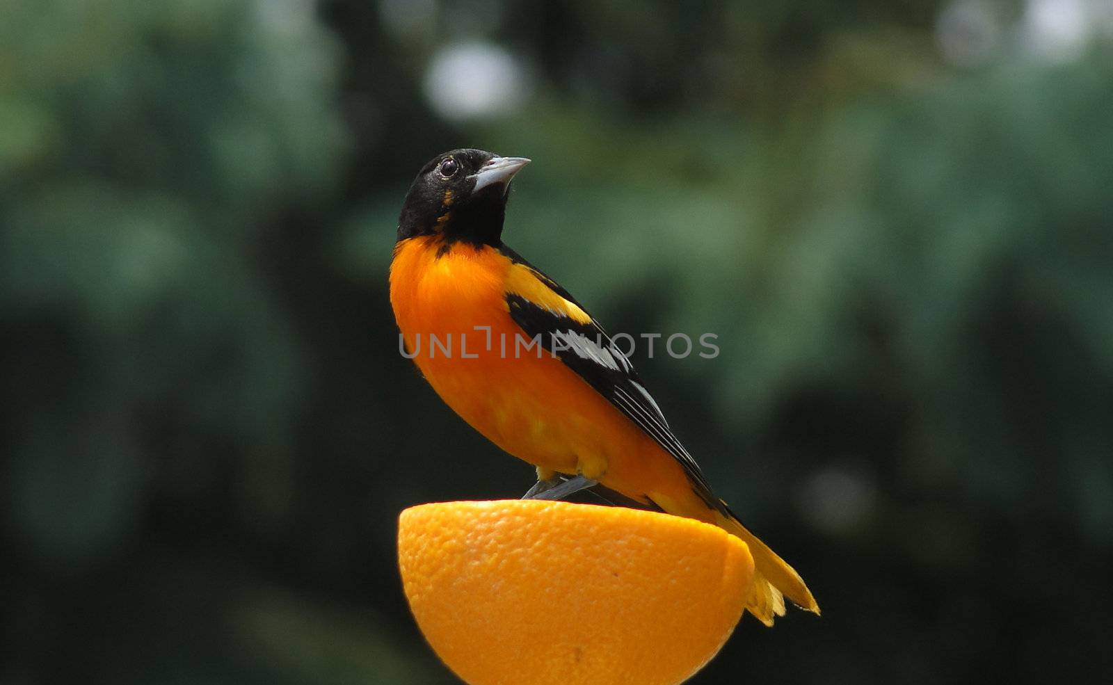 Male Baltimore Oriole perched on orange