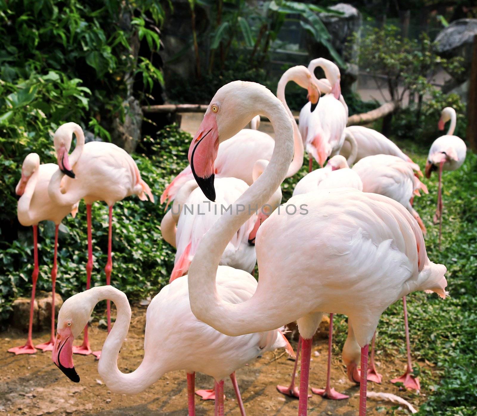 Flamingos by Myimagine