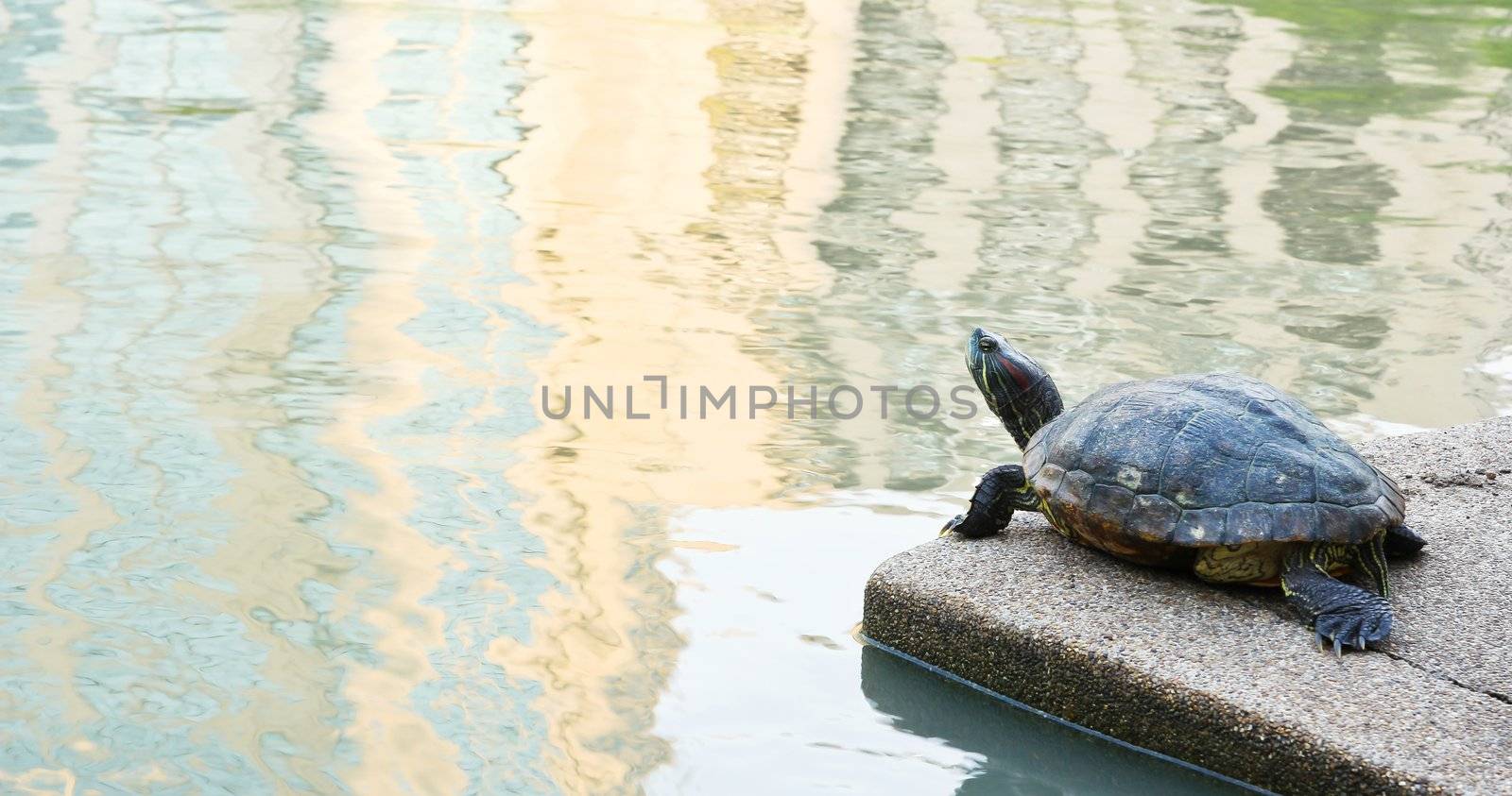 Red eared slider by Myimagine