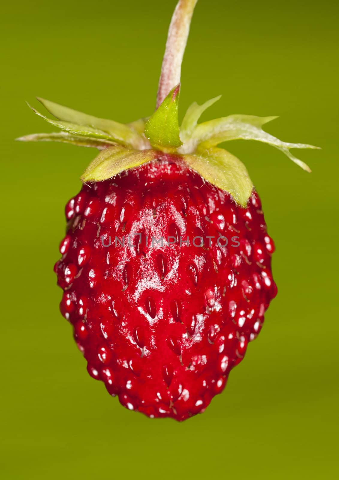 woodland strawberry