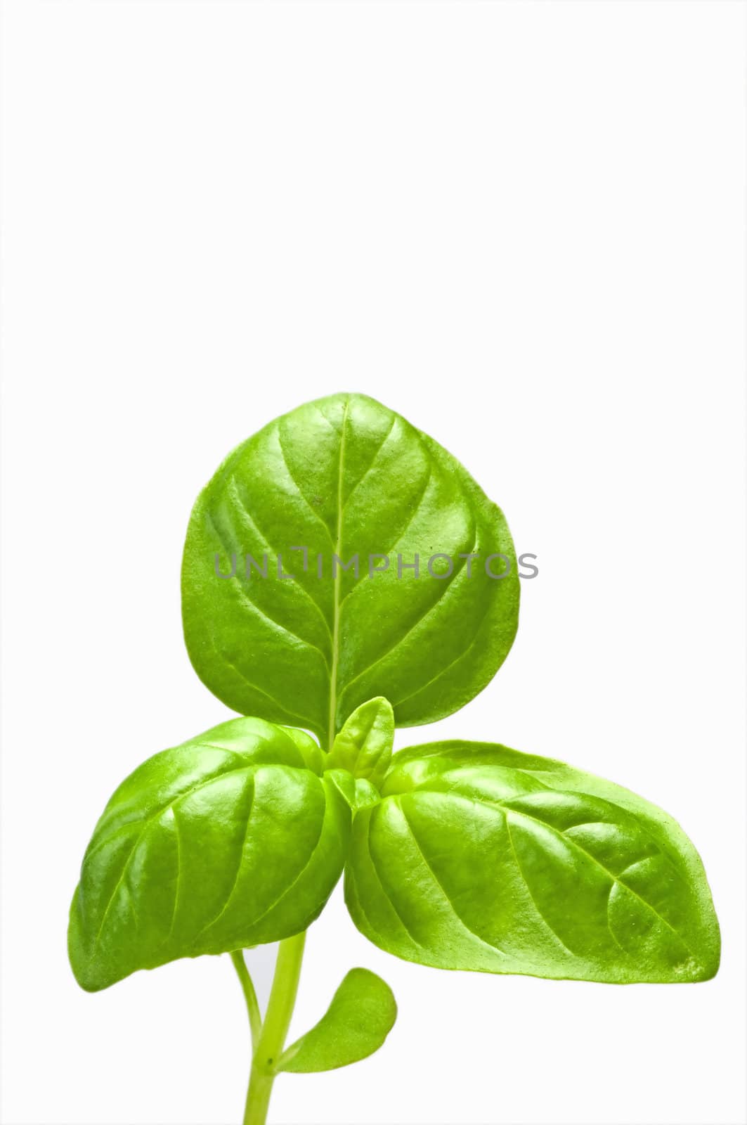 basil