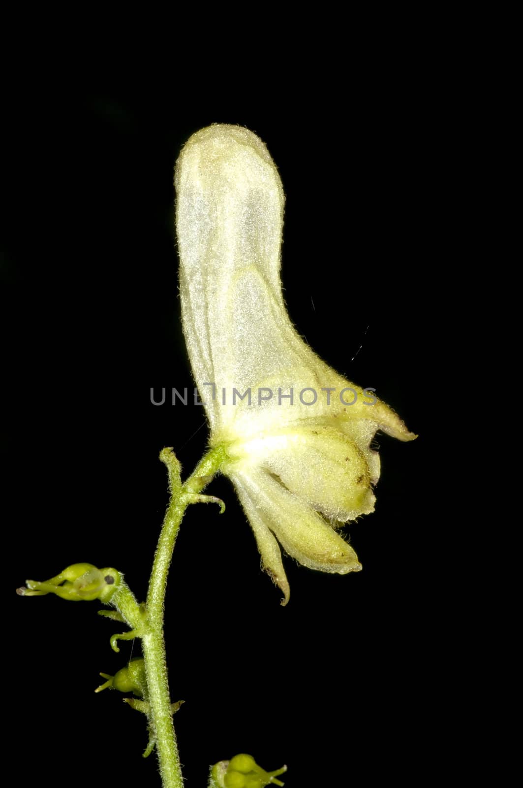 Aconite, medicine plant and historic poison