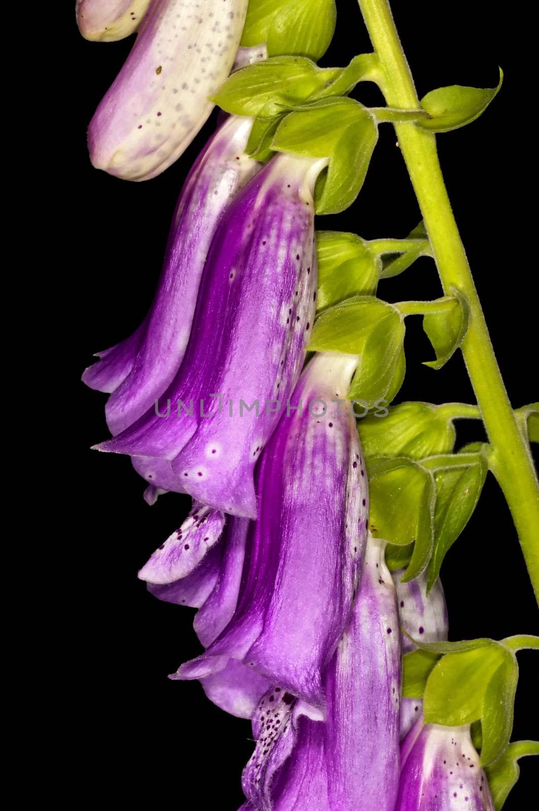 purple foxglove, medicine plant by Jochen