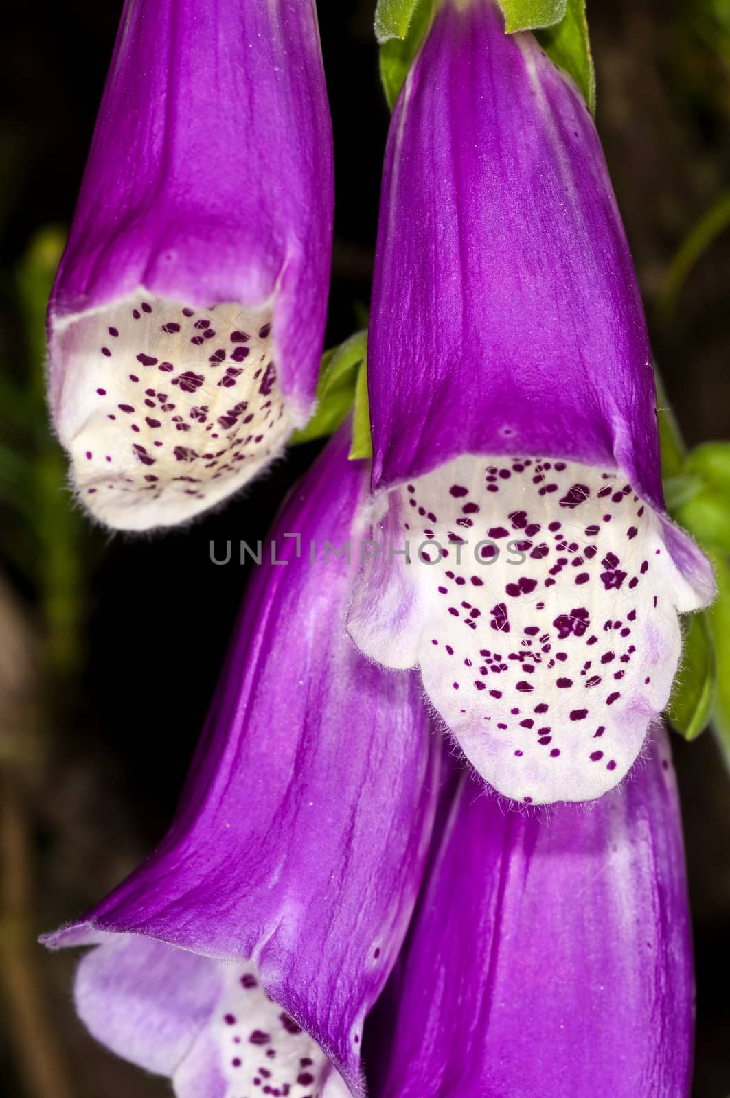 purple foxglove, medicine plant by Jochen