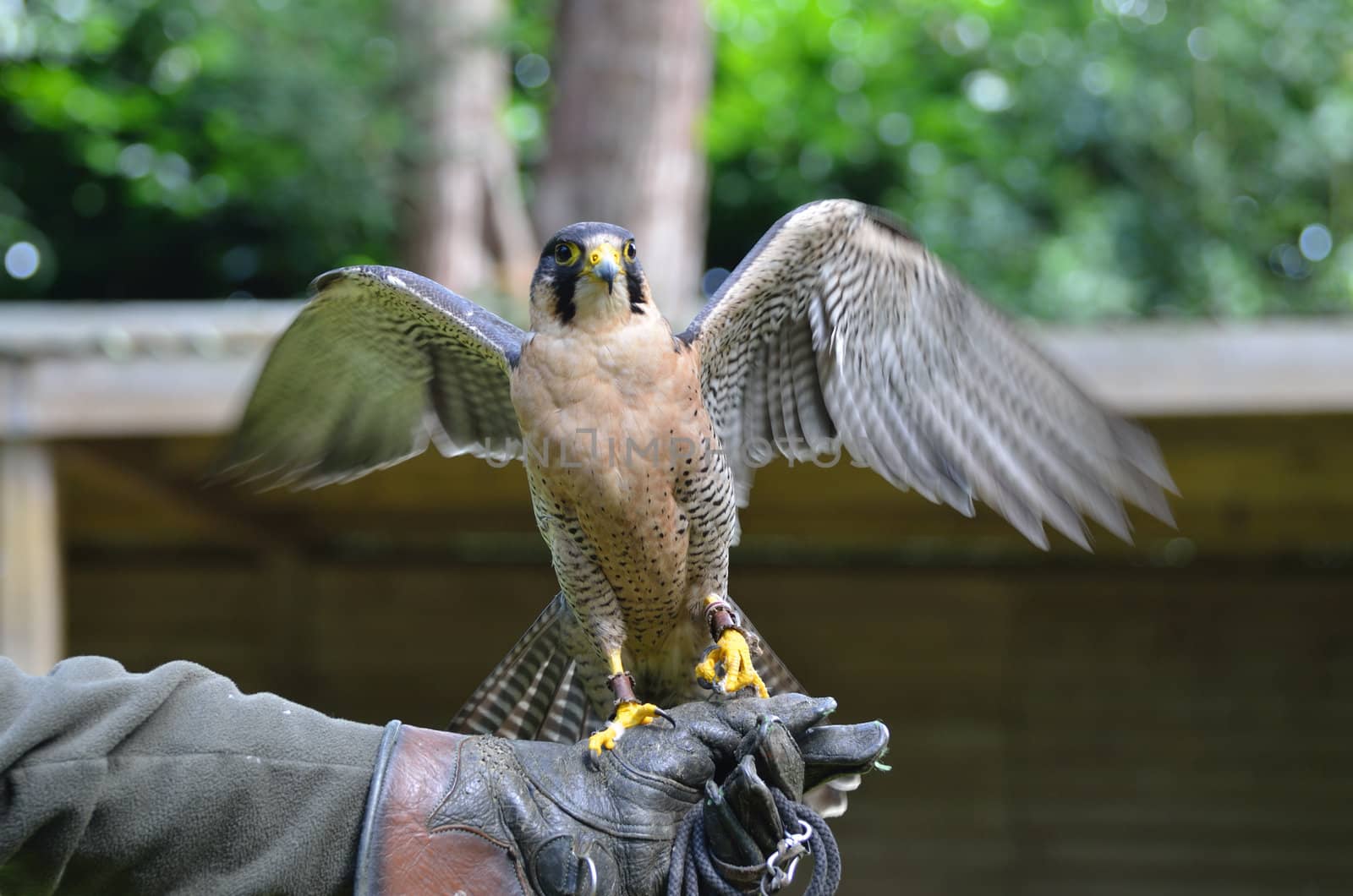 hawk on glove spreading wings