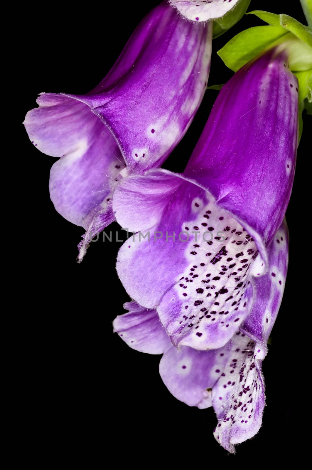 purple foxglove, medicine plant by Jochen