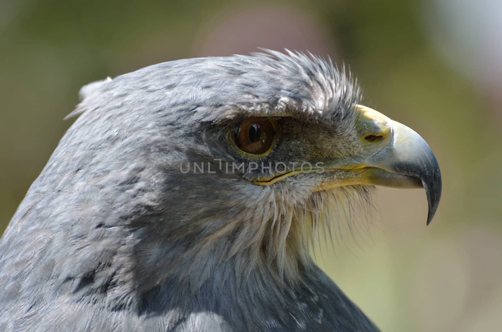 close up of grey hawk head