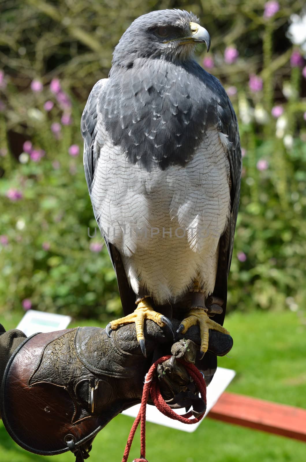 Hawk on trainers leather glove