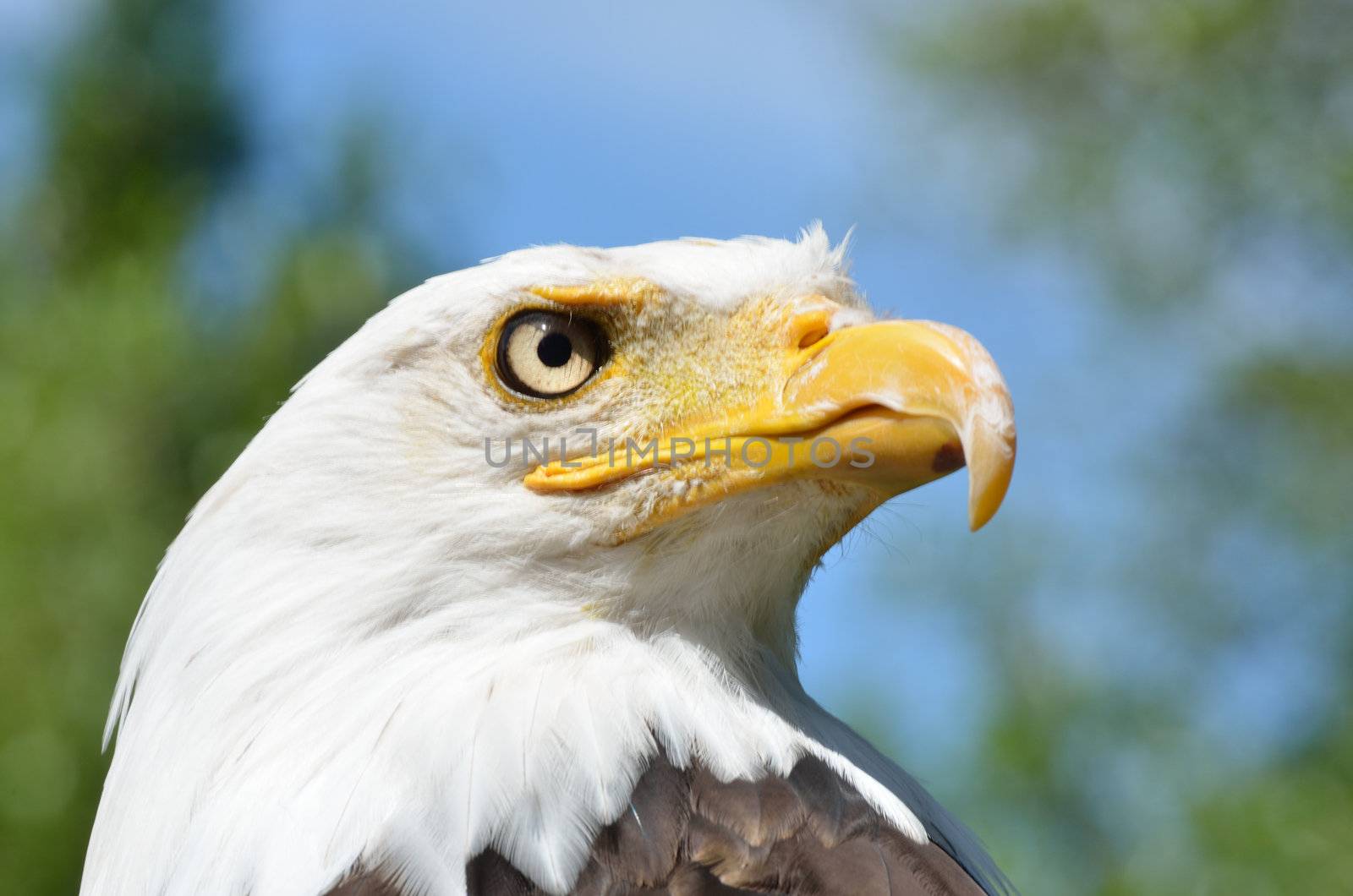 head of american bald eagle