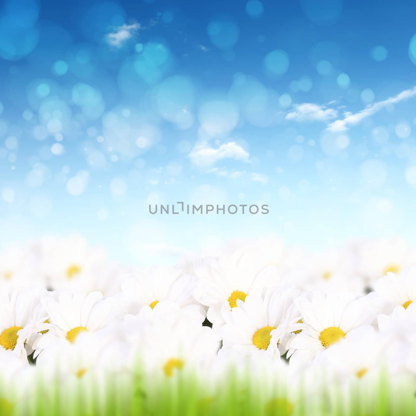 Colourful background with white and yellow camomiles