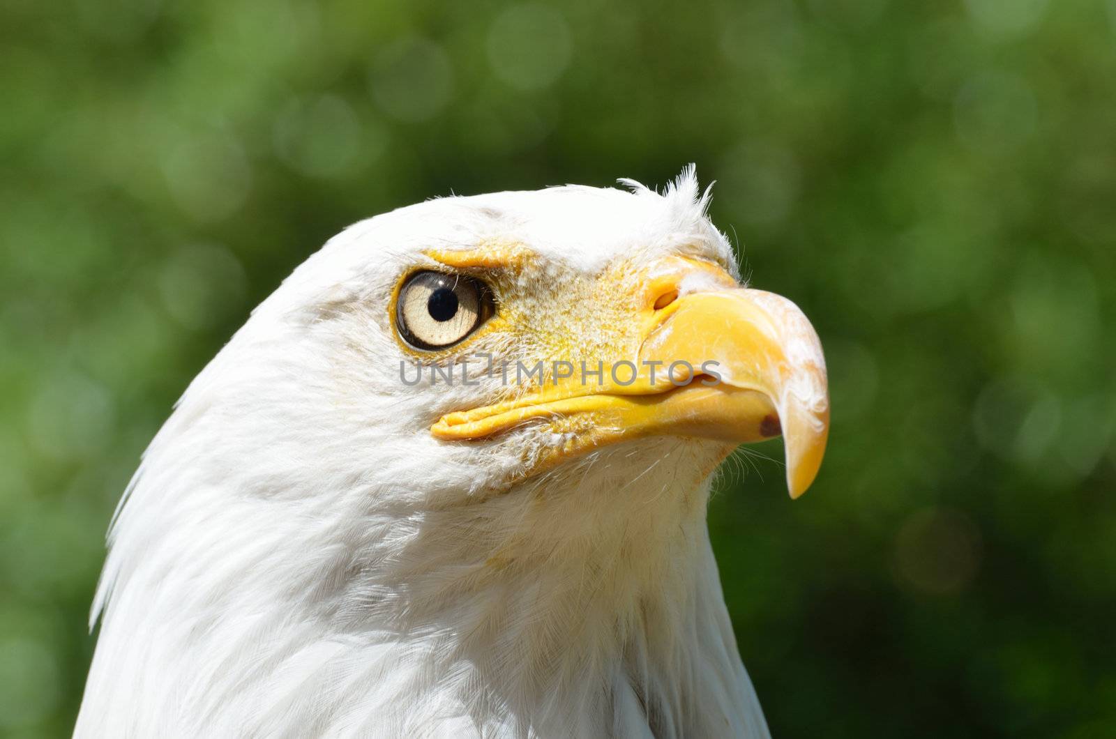 head of american bald eagle