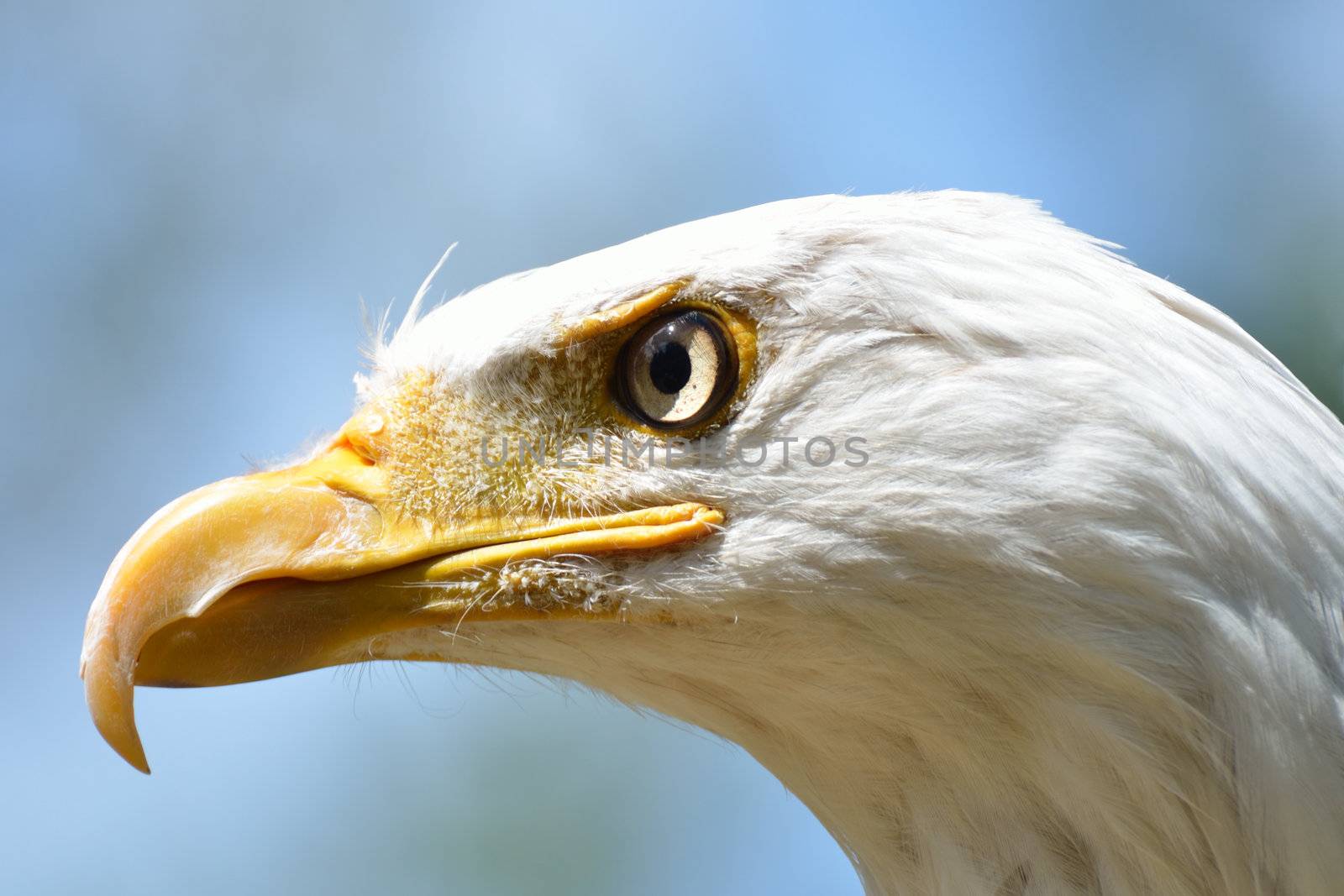 head of american bald eagle